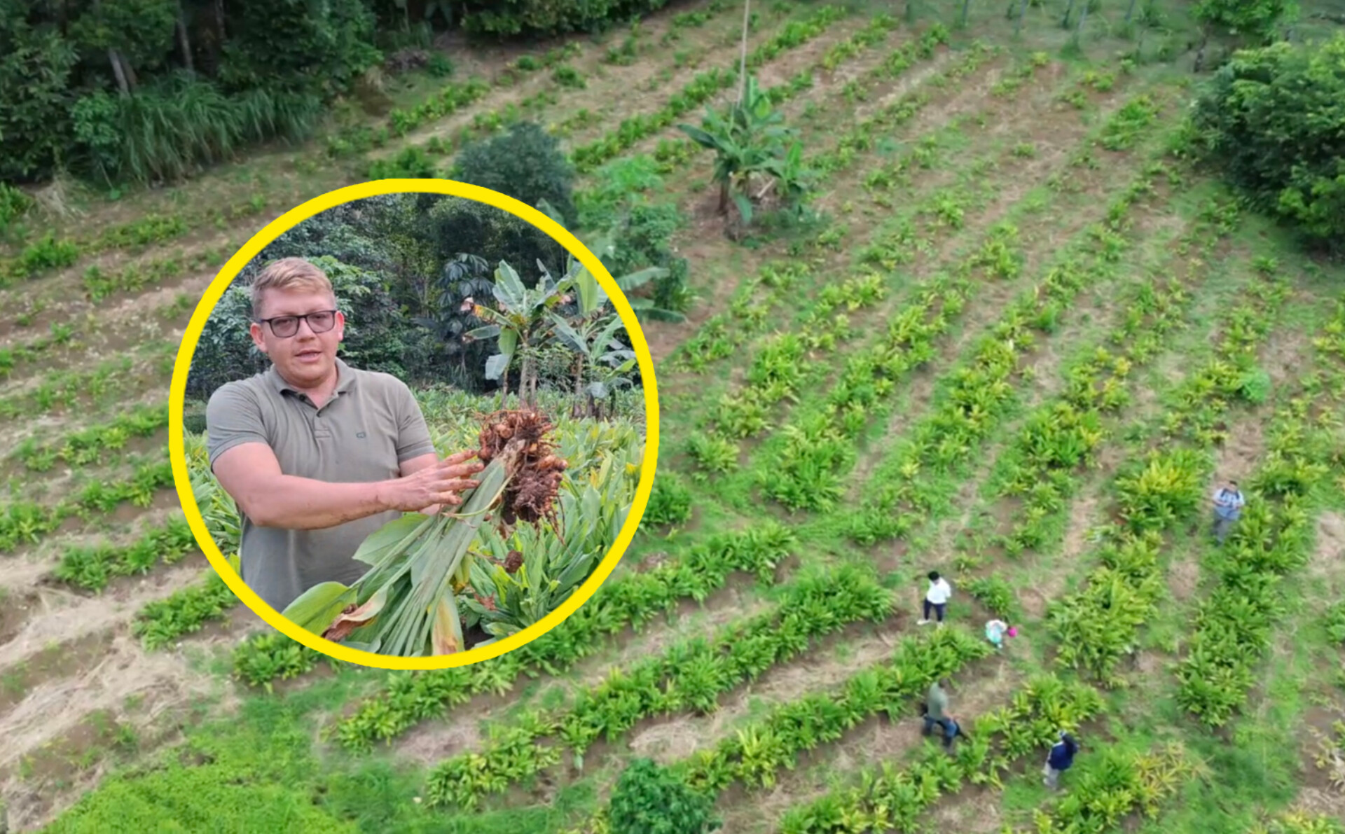 300 kilos Cúrcuma se vende sin intermediarios.