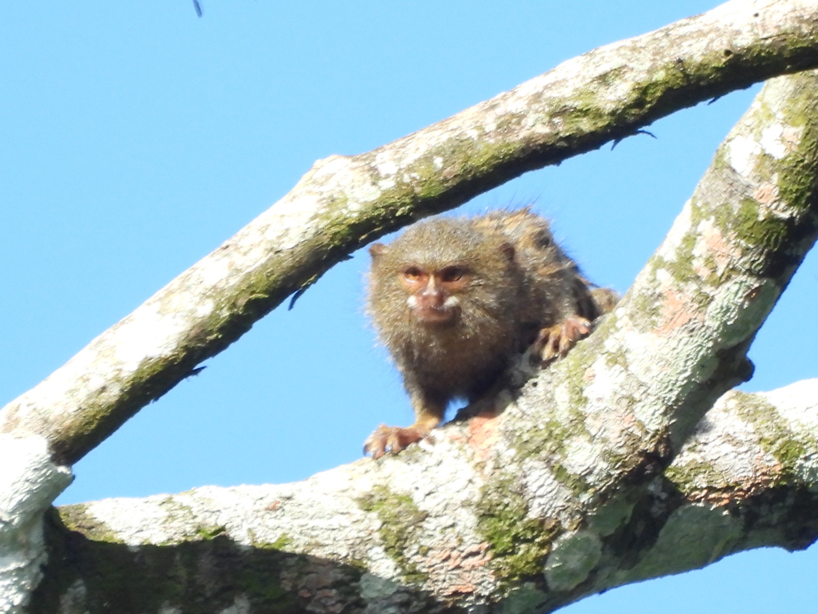 Ecopetrol identificó 347 especies de fauna silvestre en Putumayo y Nariño